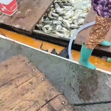 深海最正宗金鲳鱼干，自家捕捞，码头自晒。大宗批发
