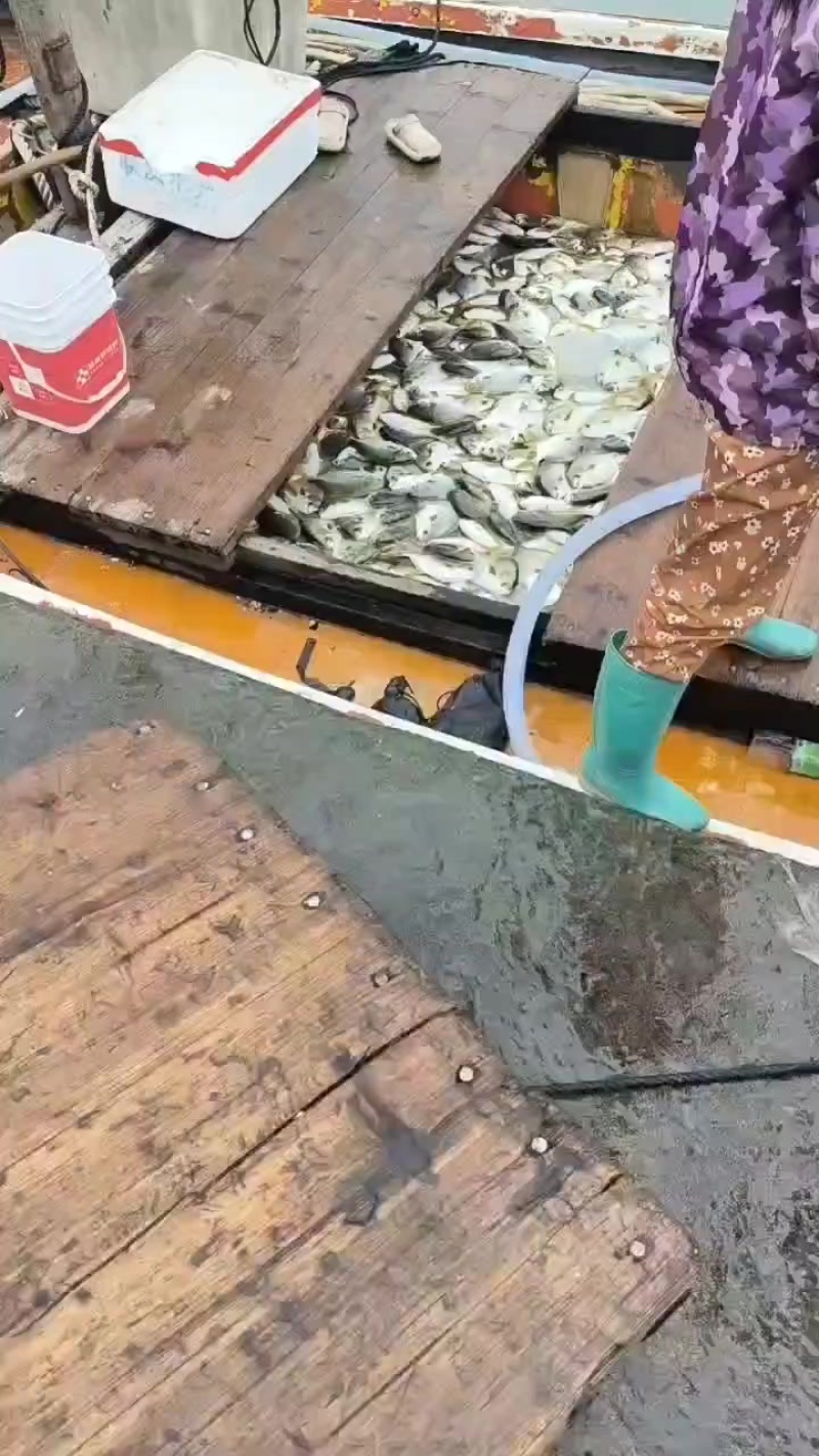 深海最正宗金鲳鱼干，自家捕捞，码头自晒。大宗批发