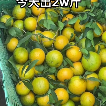 武鸣皇帝柑