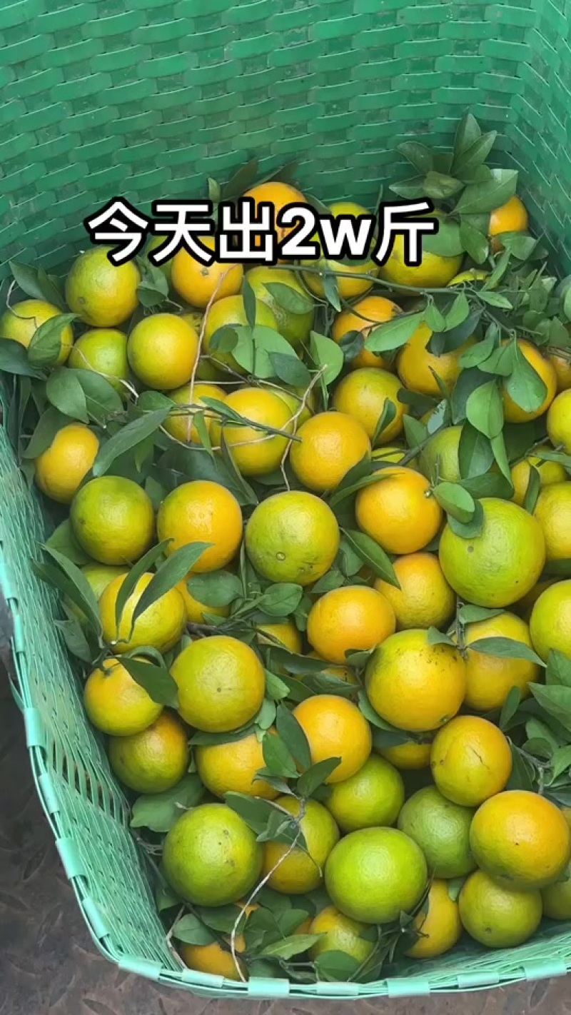 武鸣皇帝柑
