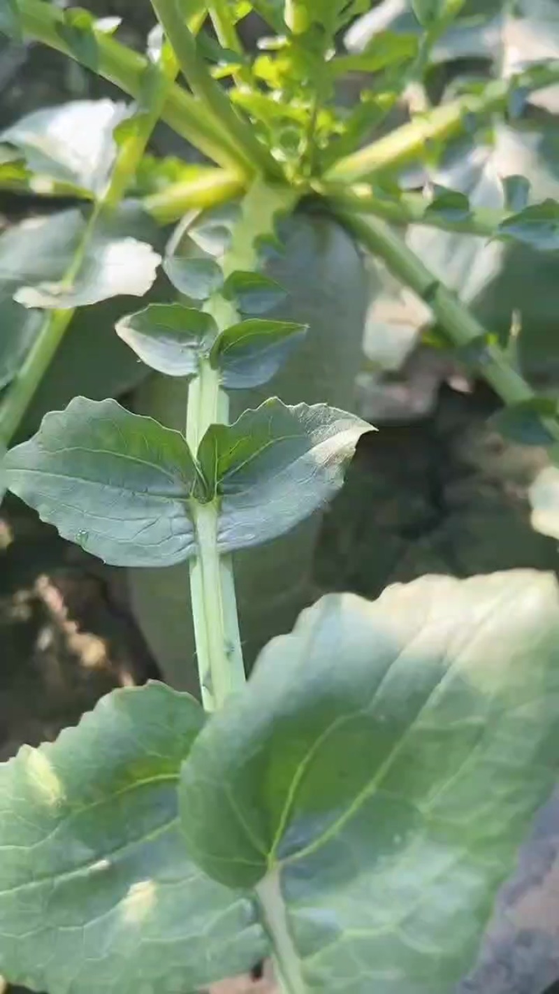 金星萝卜真正的沙窝萝卜赛鸭梨