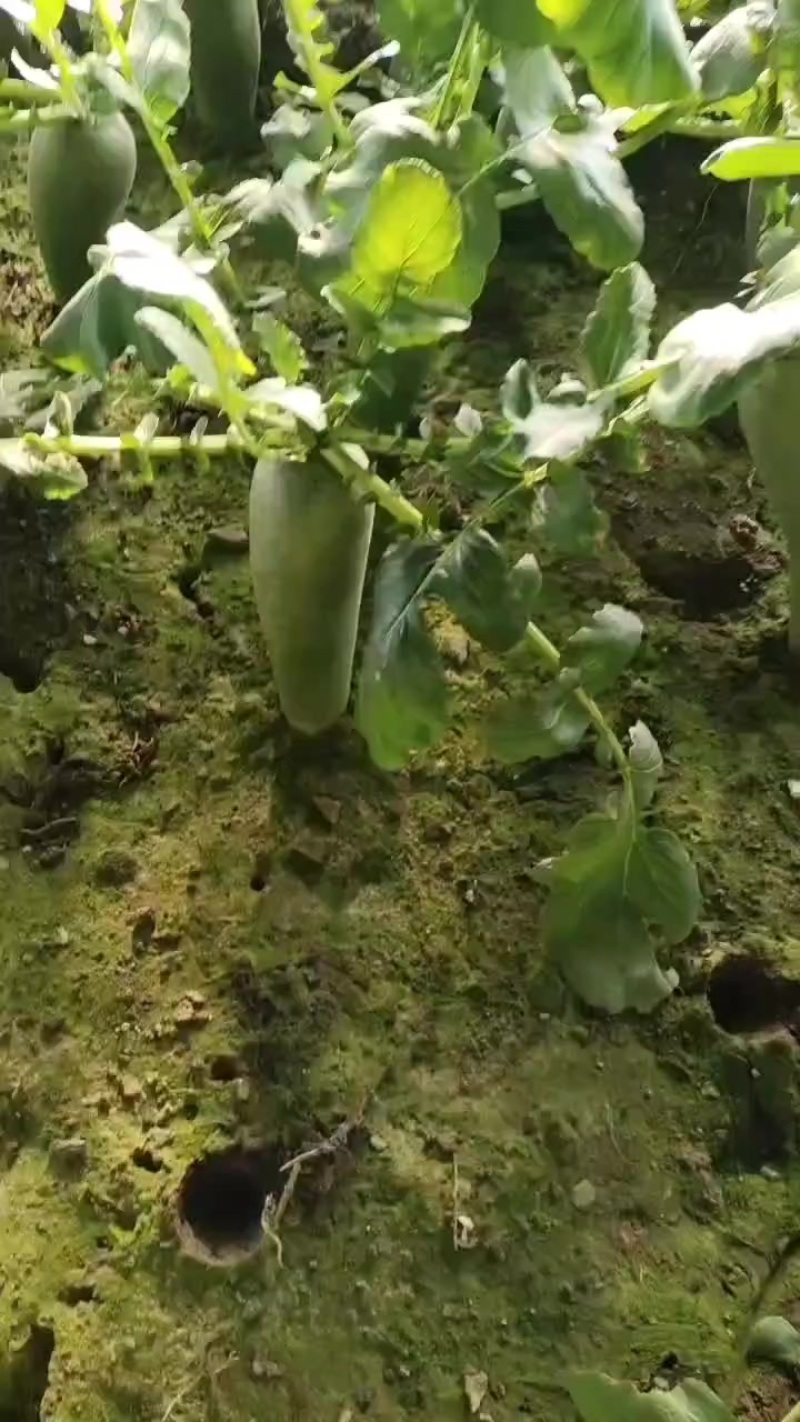 金星萝卜真正的沙窝萝卜赛鸭梨