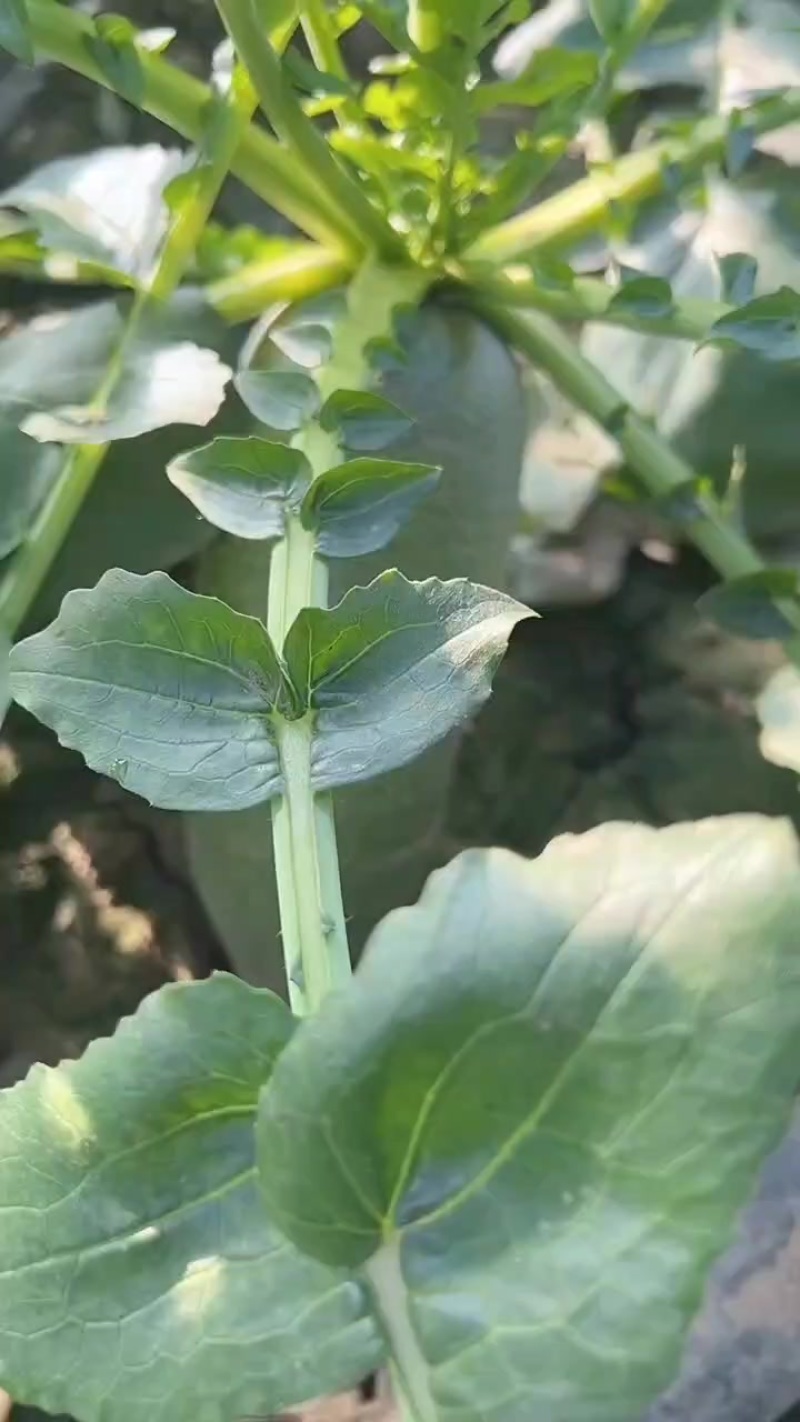 金星萝卜真正的沙窝萝卜赛鸭梨