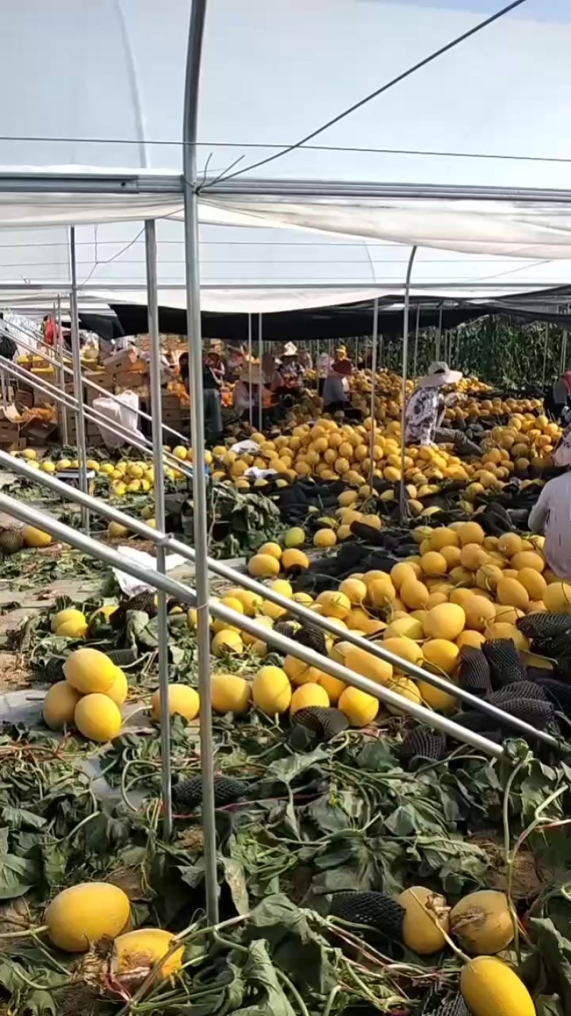 金色年华哈密瓜
