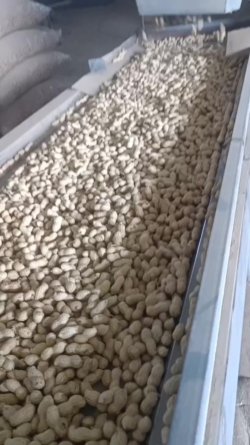 河南省花生果