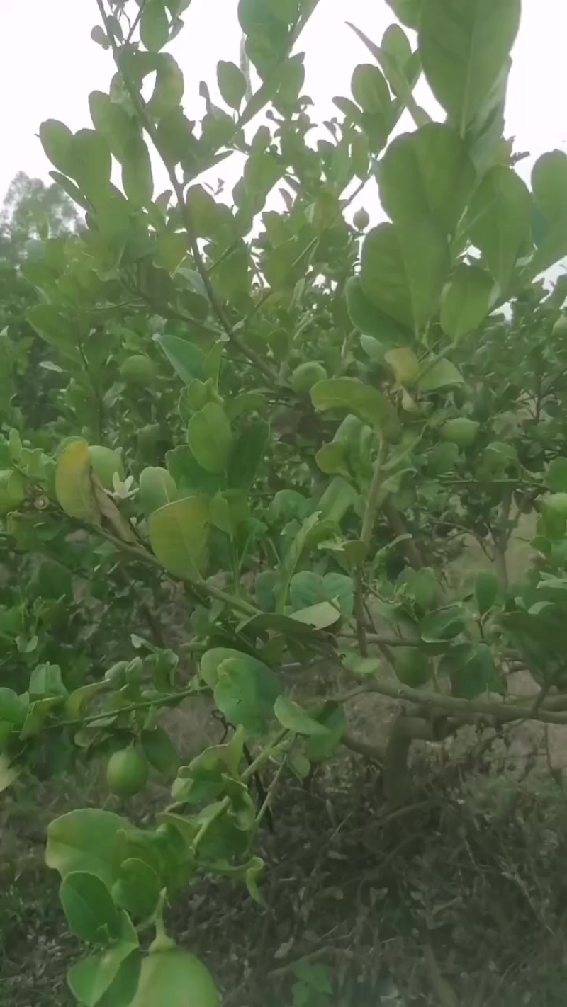广东江门香水柠檬