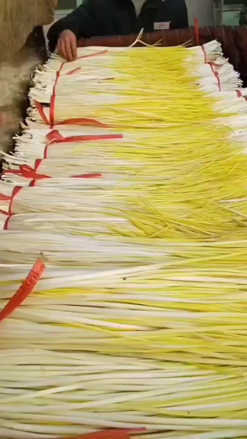 山东临沂蔬菜-葱蒜类-蒜黄持续走货提供食宿一件代发
