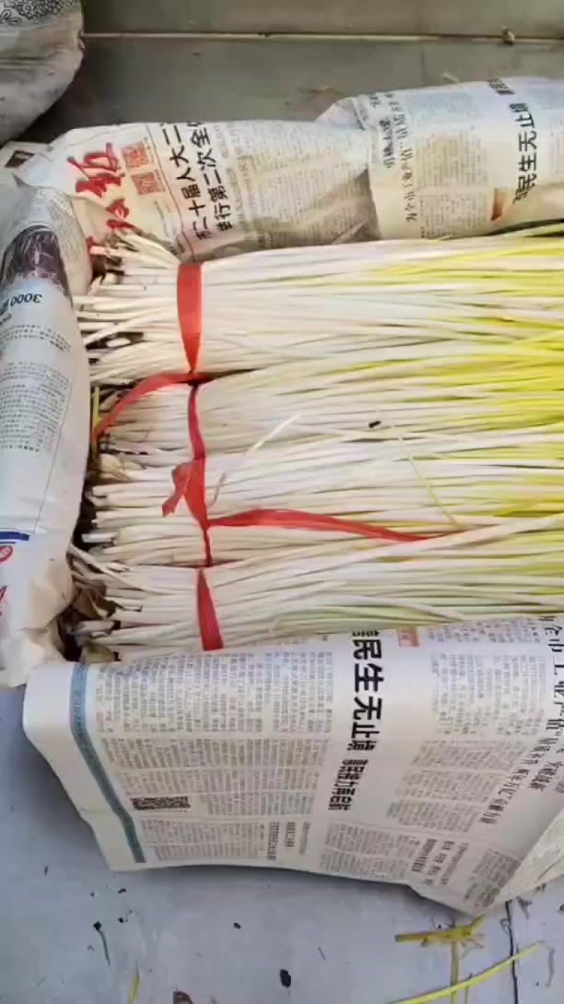 山东临沂蔬菜-葱蒜类-蒜黄持续走货提供食宿一件代发