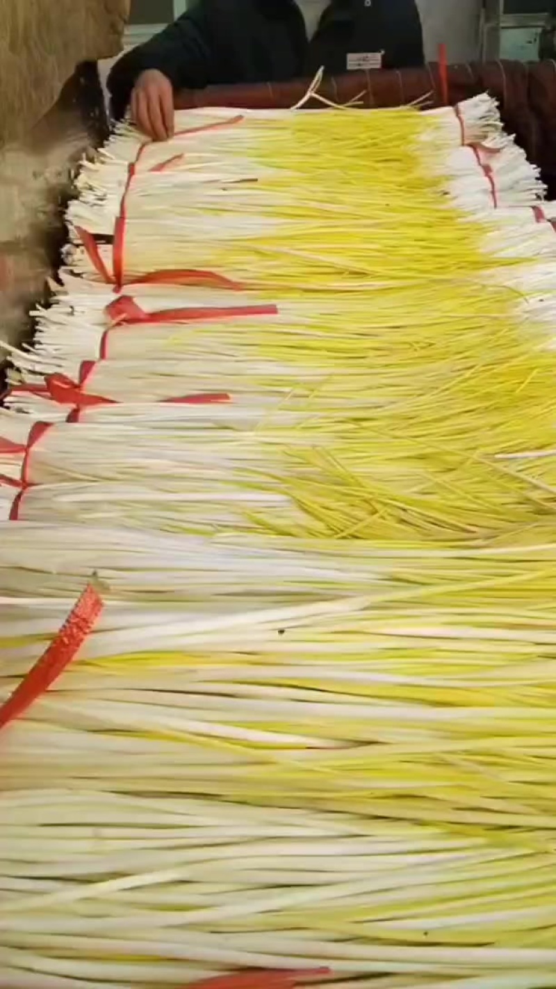 山东临沂蔬菜-葱蒜类-蒜黄持续走货提供食宿一件代发