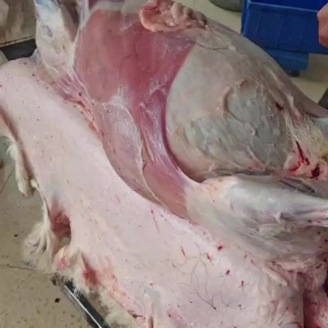 锡林郭勒盟羊肉，羔羊肉，大羊肉，白条，羊排，