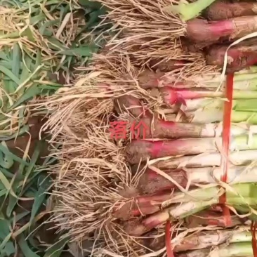 红根蒜苗