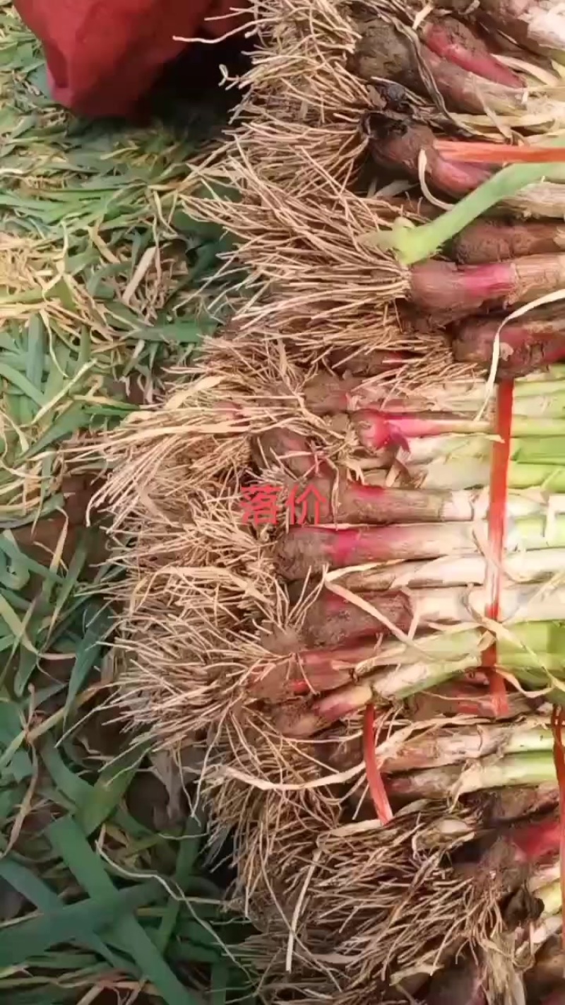 红根蒜苗