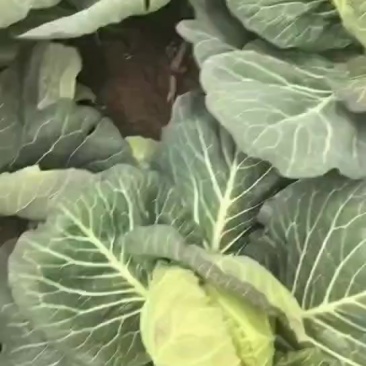 甘蓝