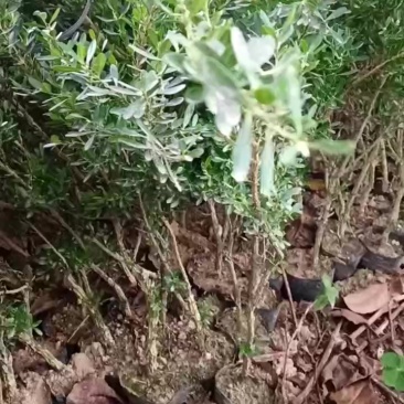 广东雀舌皱皮黄杨/杯苗/40高度到50高左右的