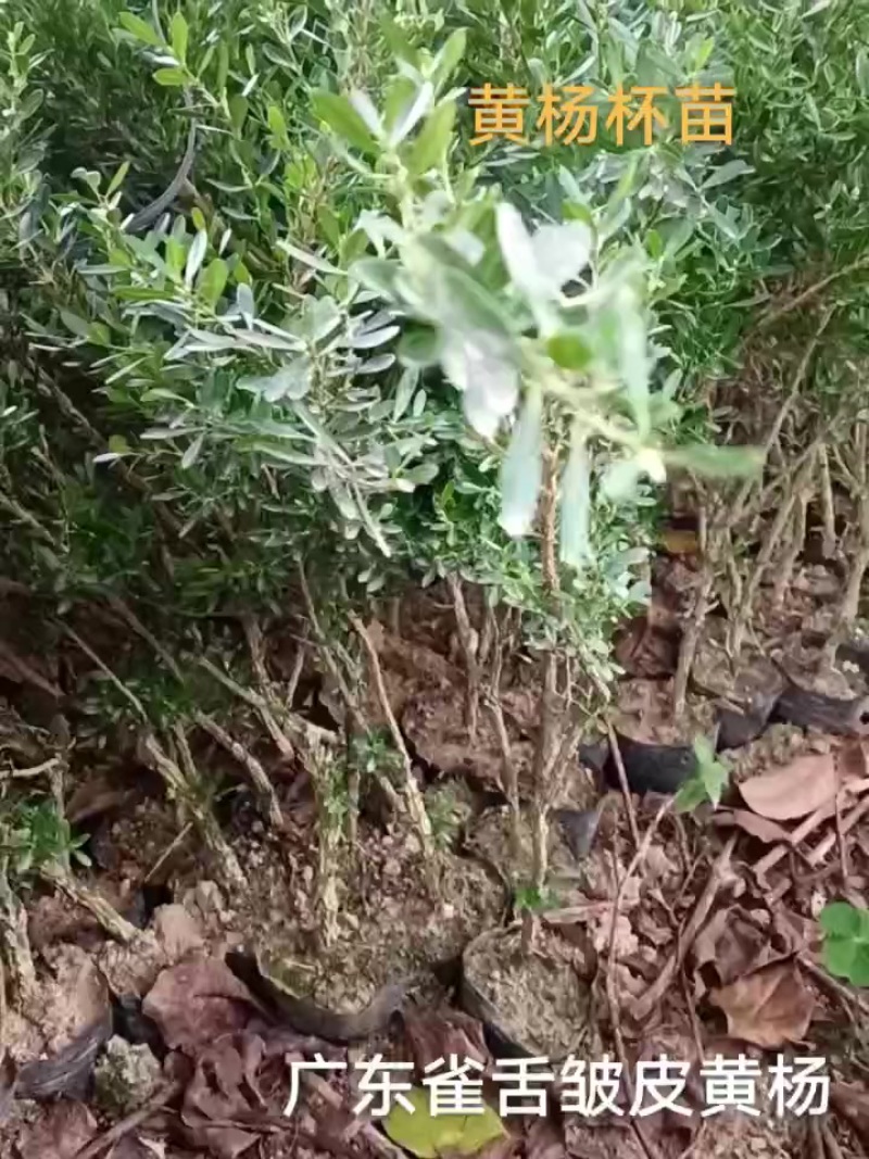 广东雀舌皱皮黄杨/杯苗/40高度到50高左右的
