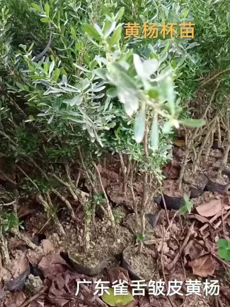 广东雀舌皱皮黄杨/杯苗/40高度到50高左右的