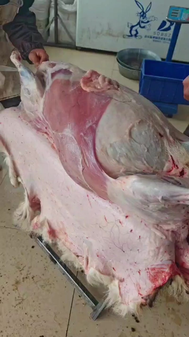 羊肉卷羔羊