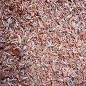 烘烤河虾