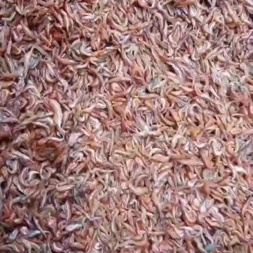 烘烤河虾