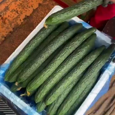 黄瓜