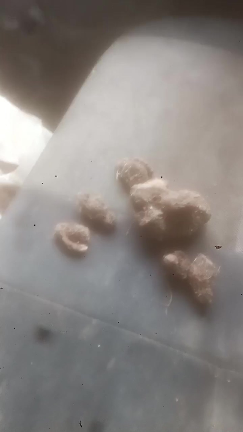 中药材紫莼