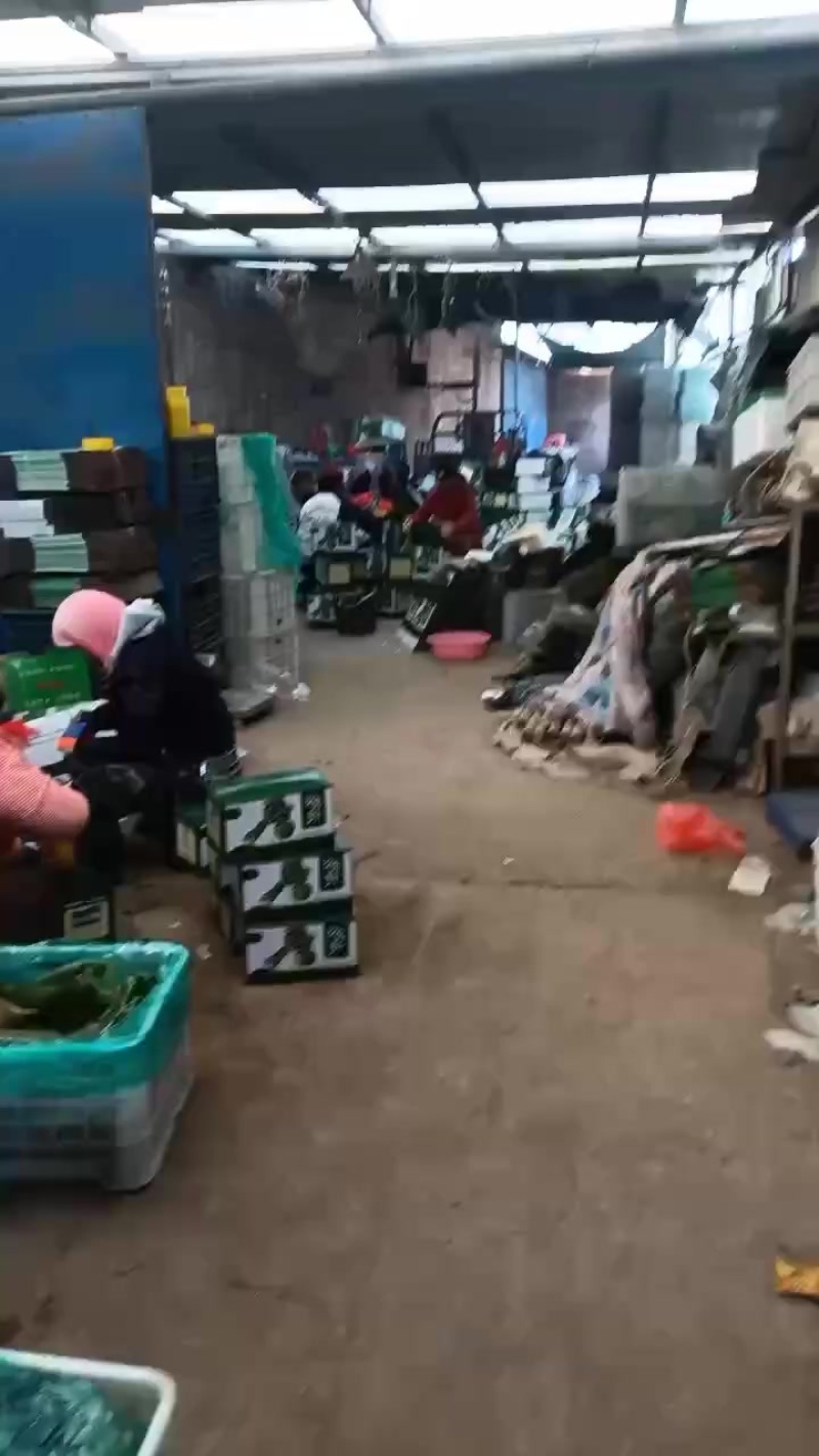 有需要沙窝萝卜的老板可以联系我***********