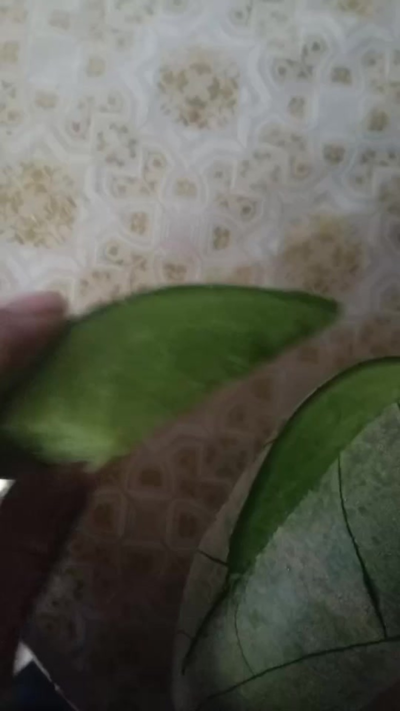 有需要沙窝萝卜的老板可以联系我***********