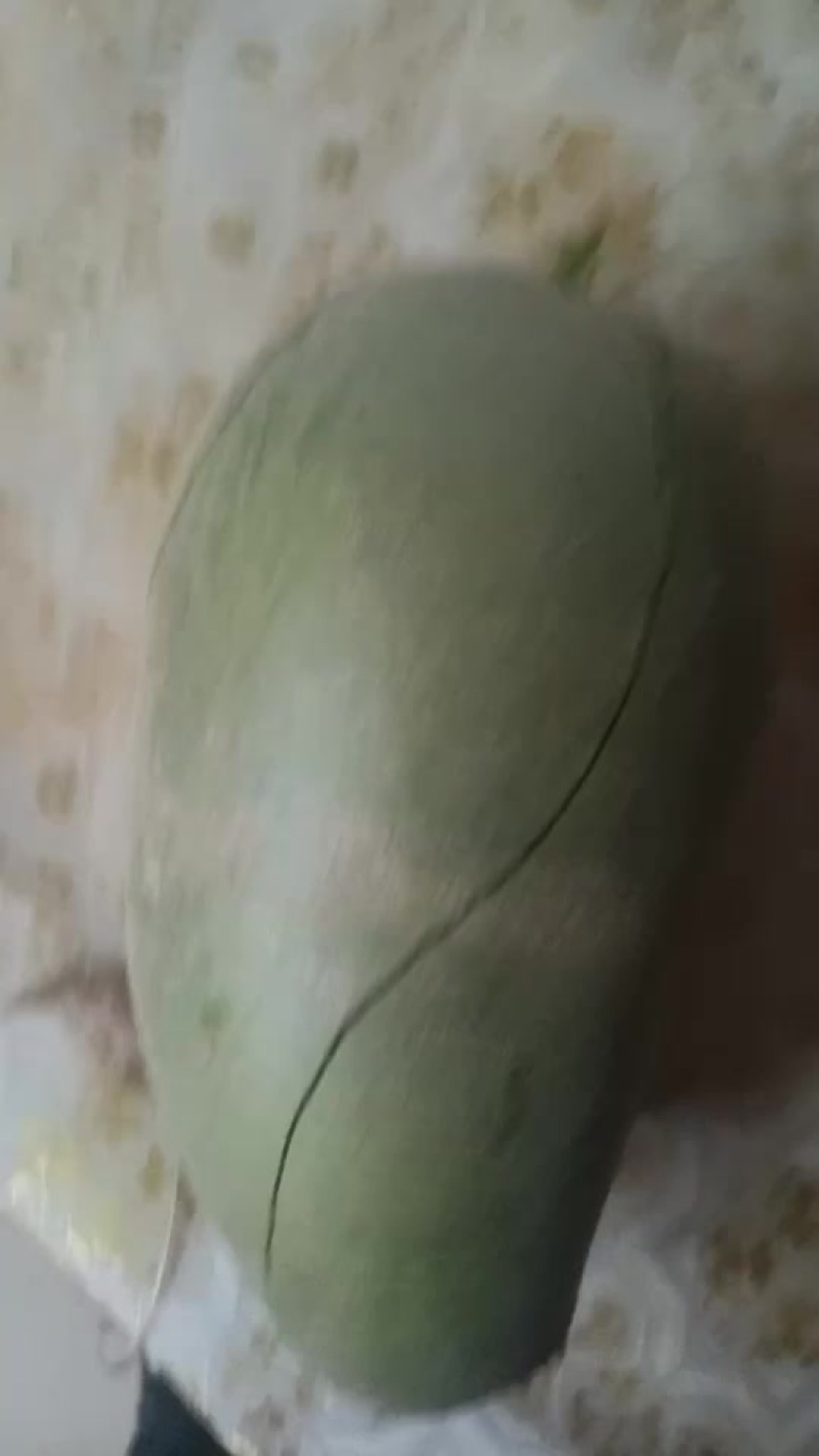 有需要沙窝萝卜的老板可以联系我***********