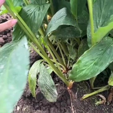 草果苗预售