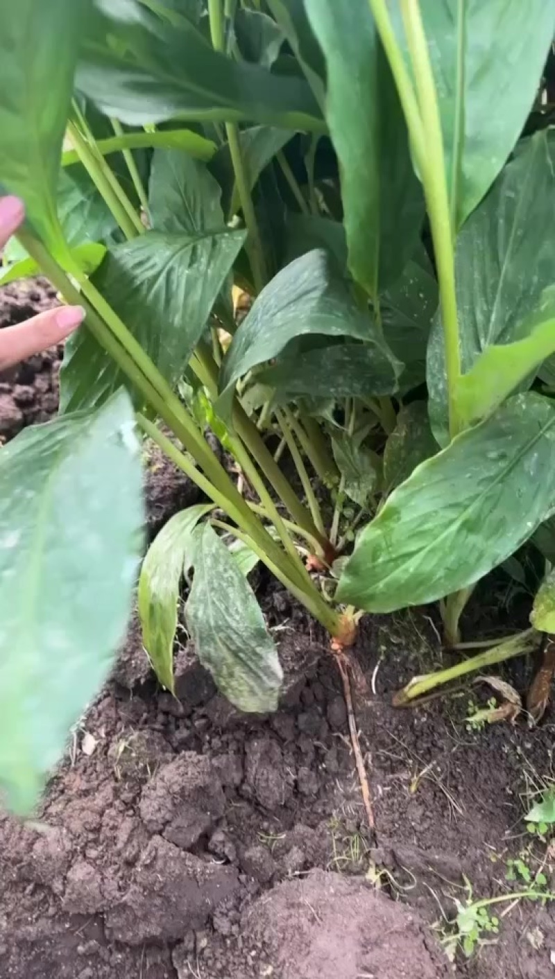 草果苗预售