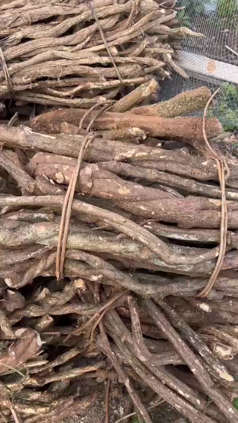 通关藤