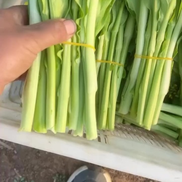产地直供精品菜苔红菜苔，大量有货