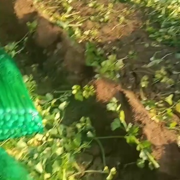 芹菜