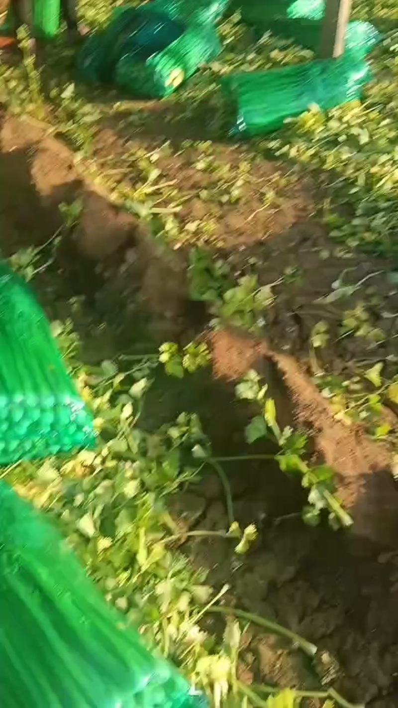 芹菜