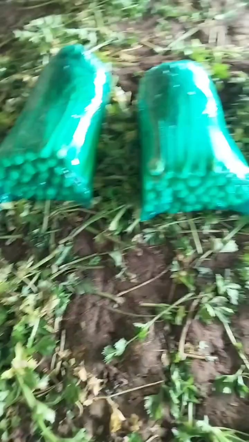 芹菜