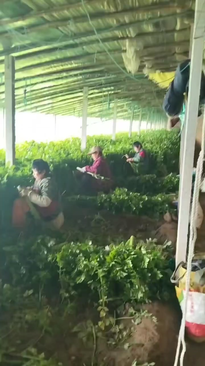芹菜