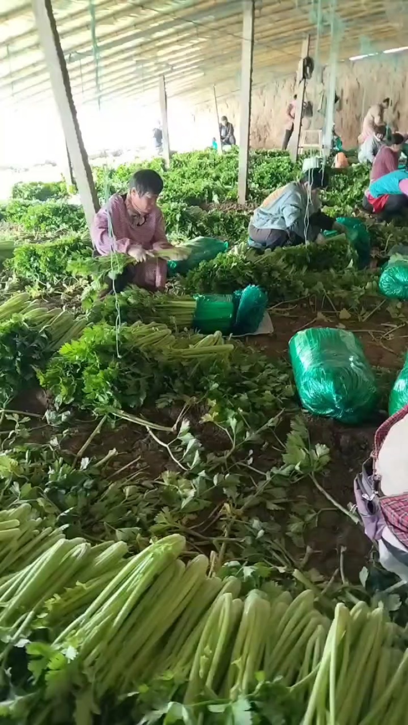 芹菜