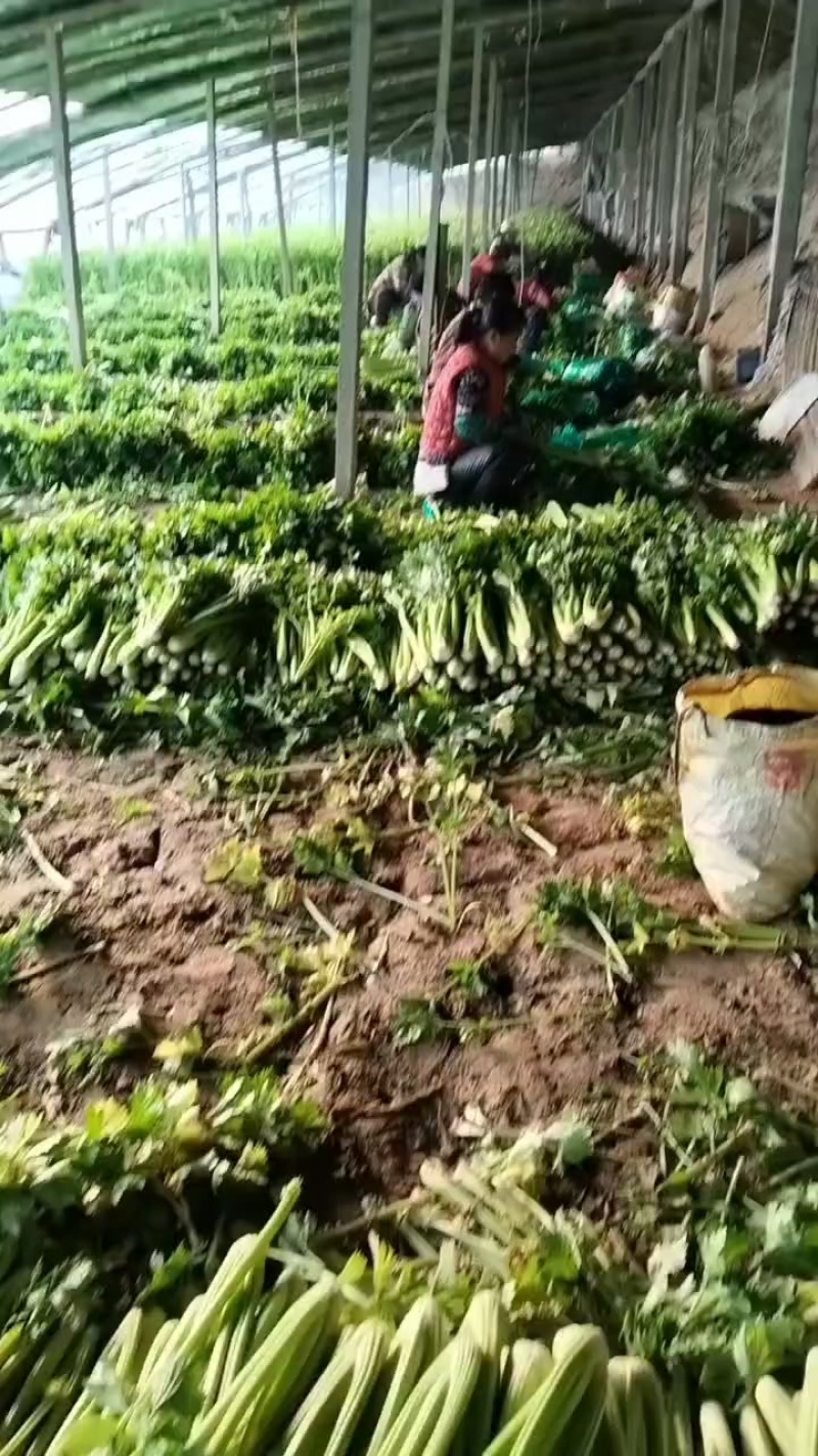芹菜