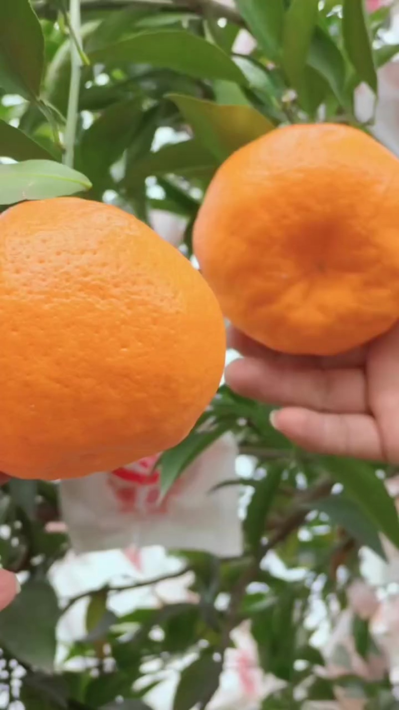 蒲江耙耙柑