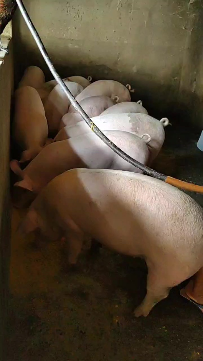 育肥猪