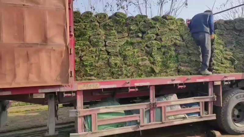 冷季型草坪早熟禾和高羊茅果岭草剪股颖