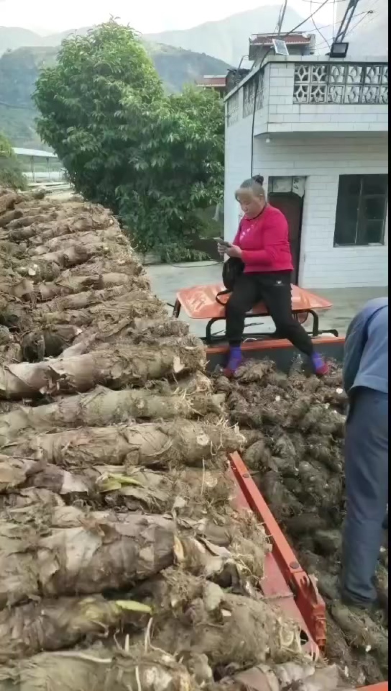 玉头