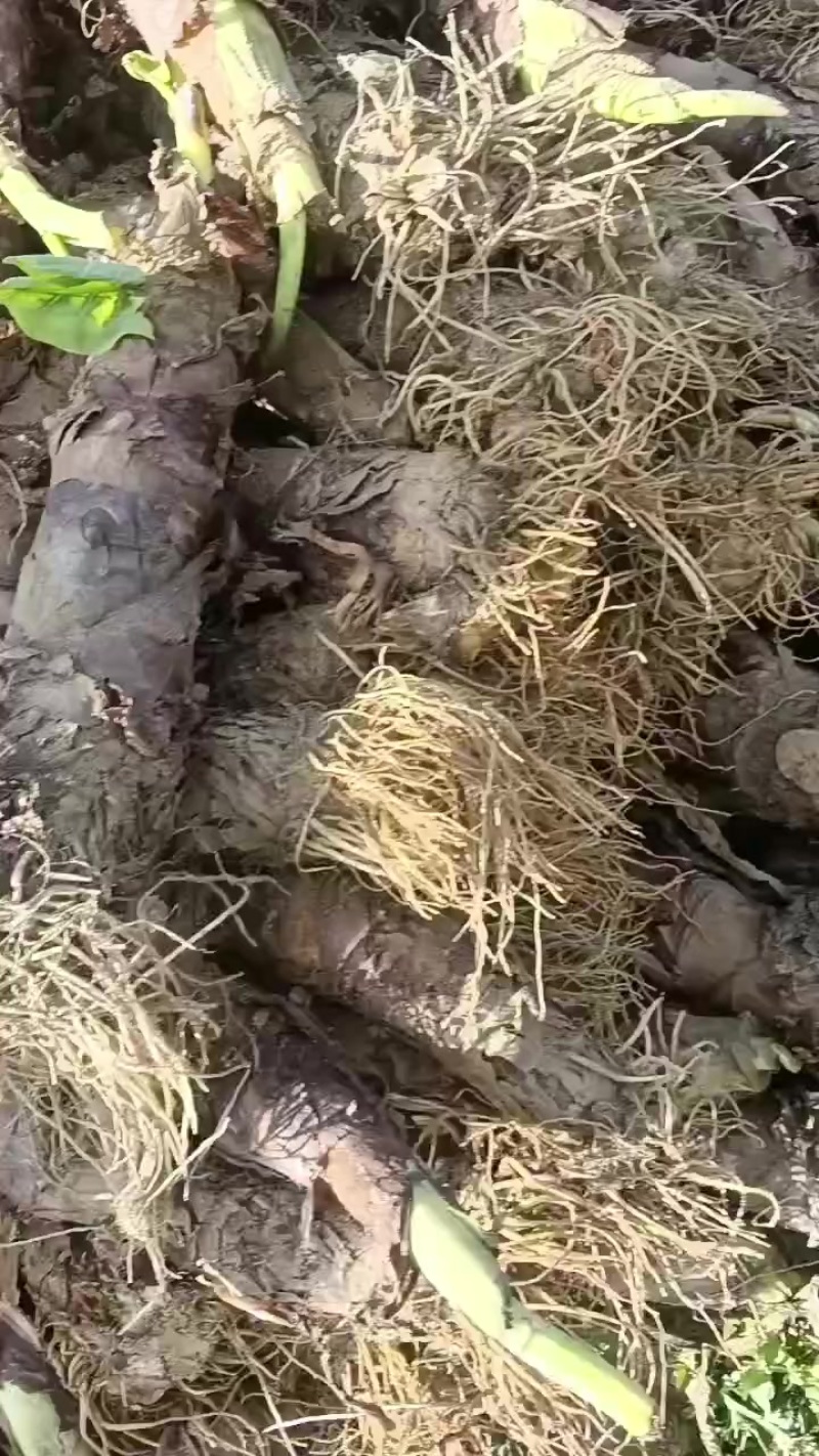 玉头