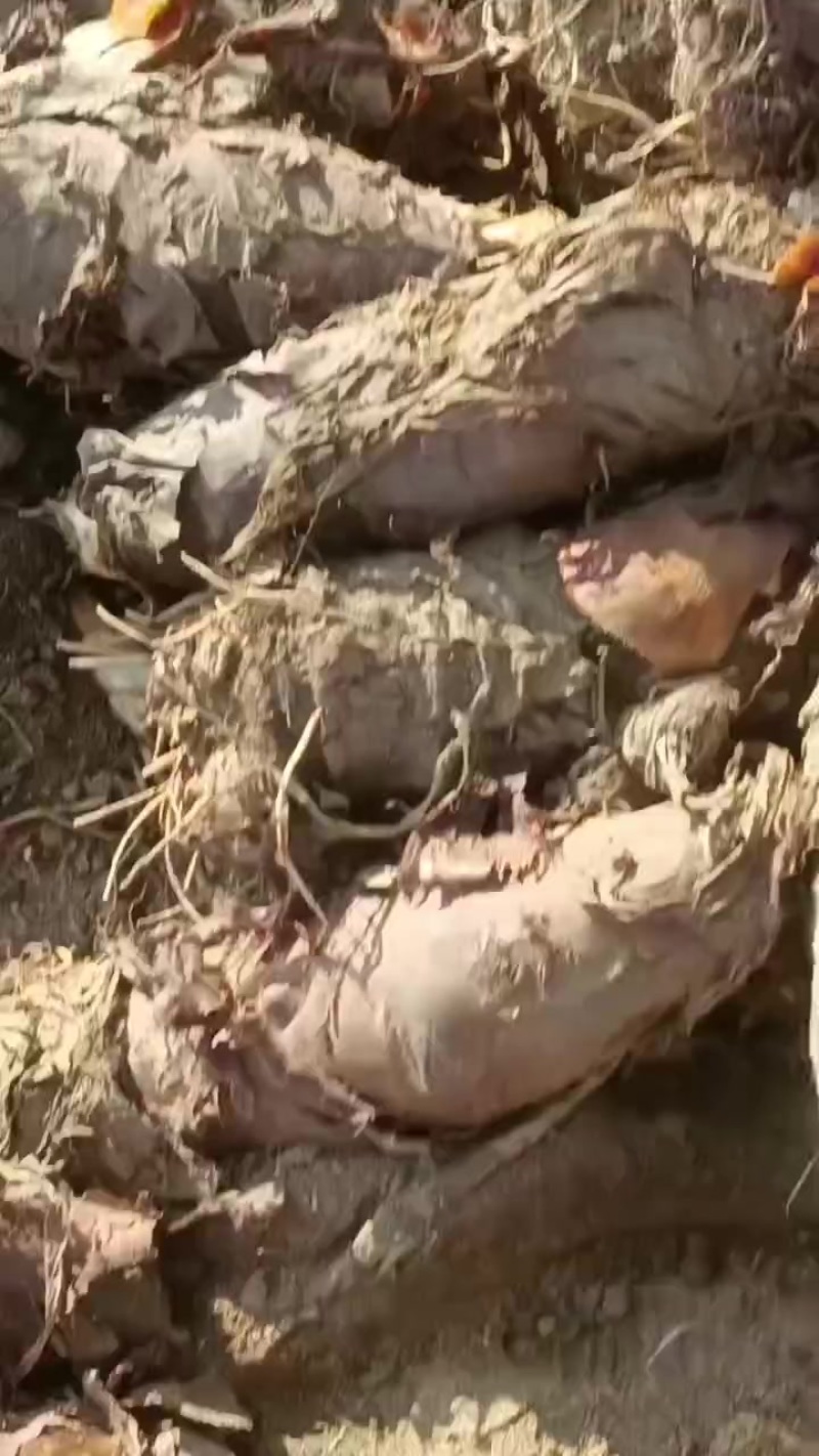玉头