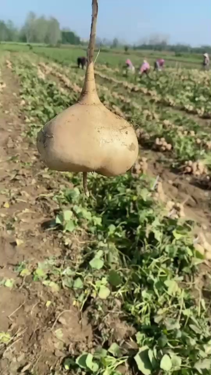 豆薯凉薯地瓜看货论价保质保量欢迎订购支持发货