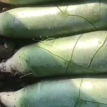 天津正宗沙窝萝卜批发零售
