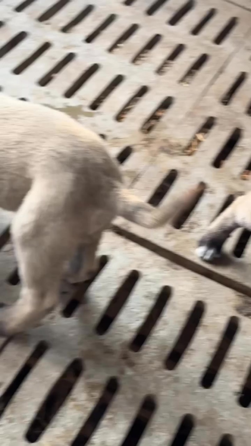 大头版大骨架坎高幼犬