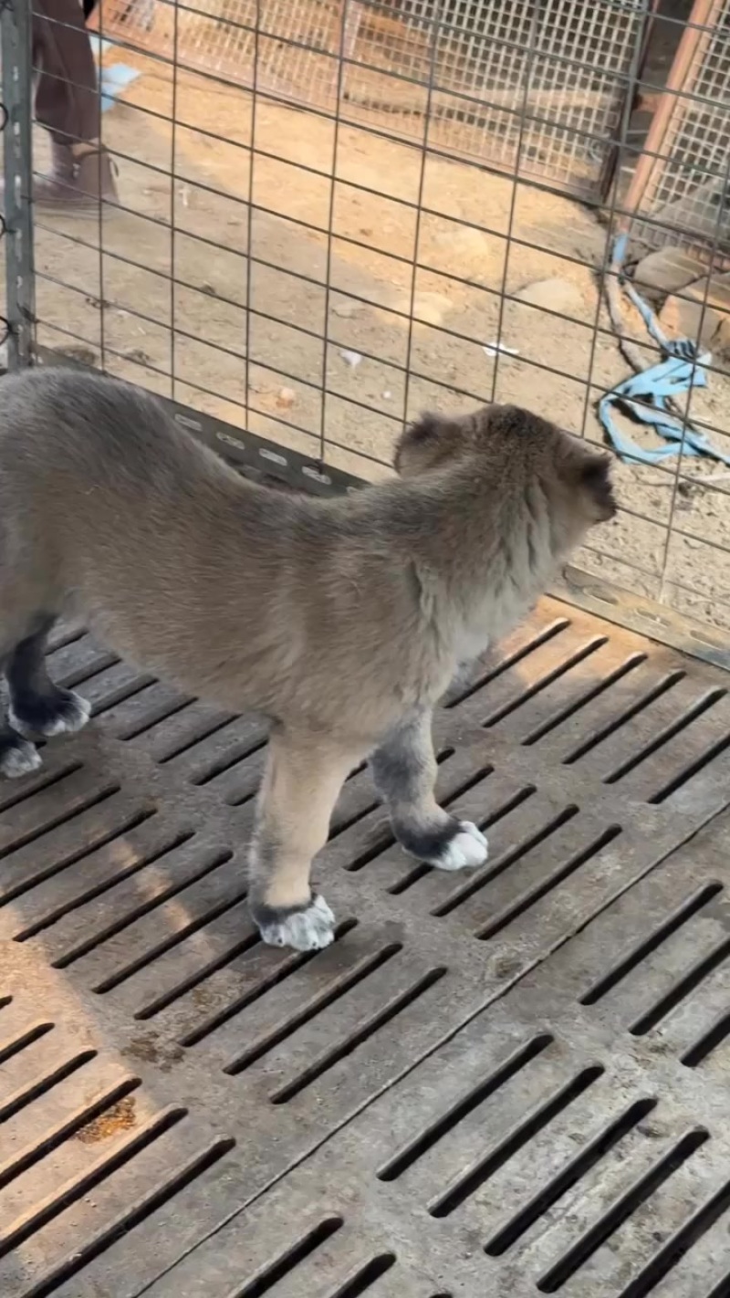大头版大骨架坎高幼犬