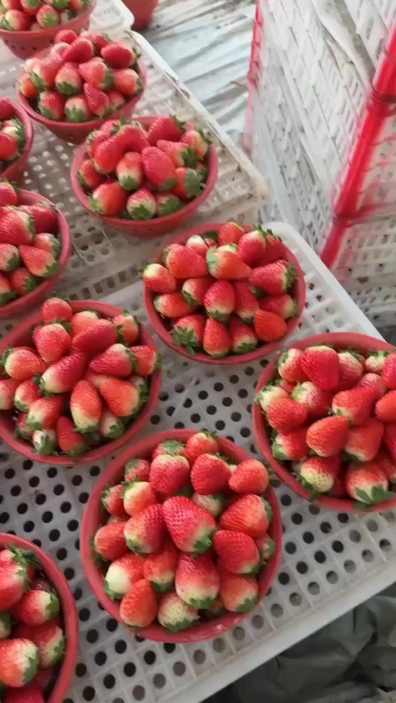 草莓