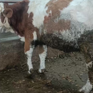 一千斤以上的肉牛